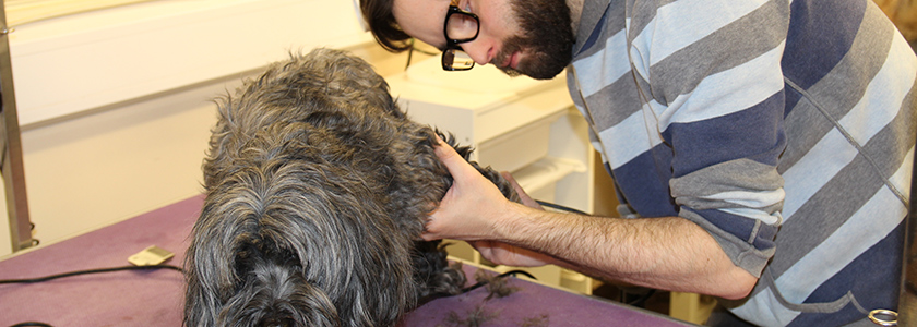 Dog Grooming Courses Clacton & Colchester Dee for Dogs