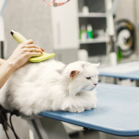Cat Grooming