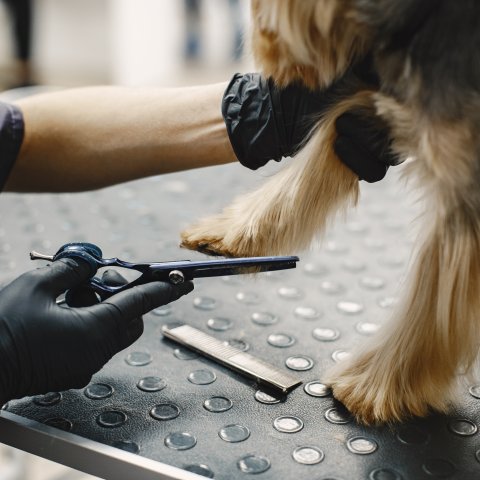 Nail Trimming