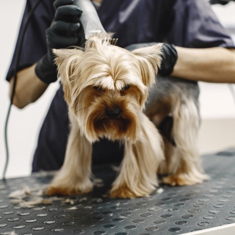 Dog Grooming Course