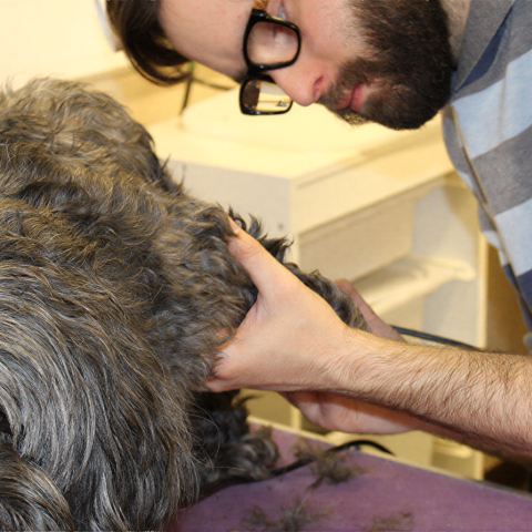 Dog Grooming Slide 2