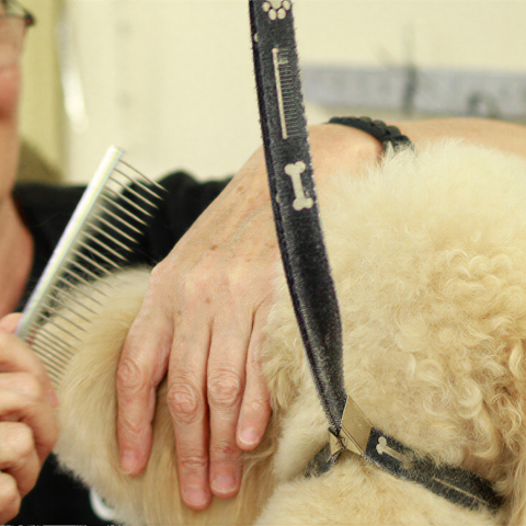 Dog Grooming Slide 1