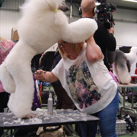 Mastergroom - Dee