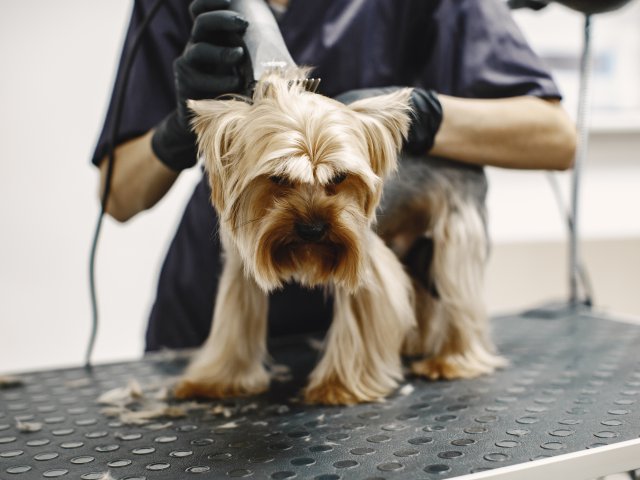 Dog Grooming Course